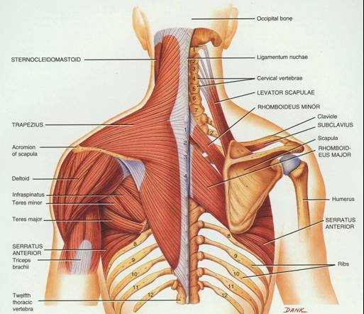 What is the Thoracic Spine and why is it painful? - OPTIMUM EXERCISE  PHYSIOLOGY