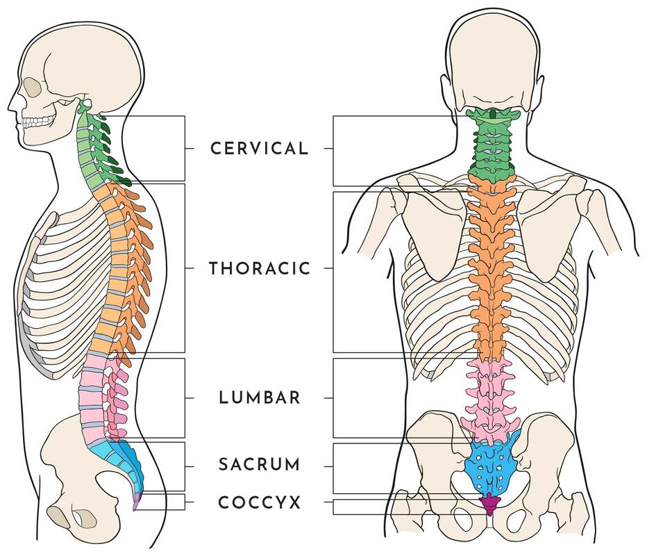 What is the Thoracic Spine and why is it painful? - OPTIMUM EXERCISE  PHYSIOLOGY
